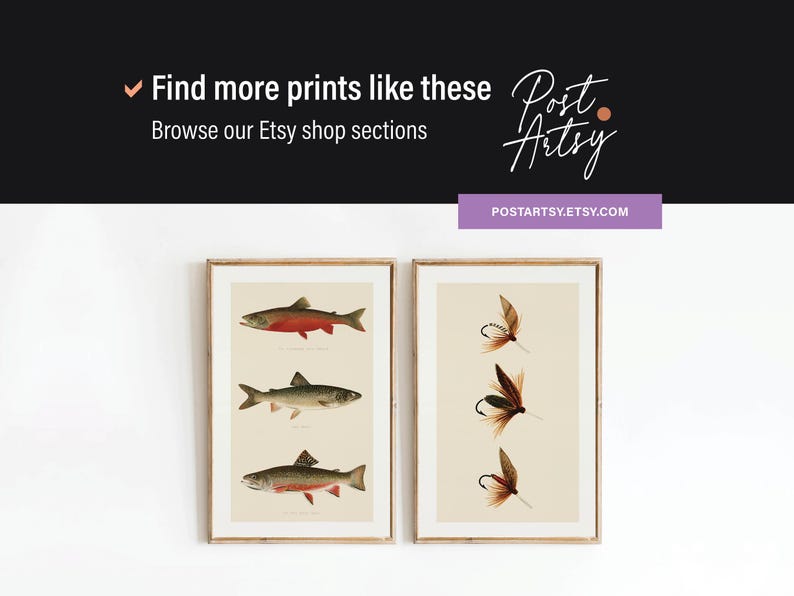 May include: Two framed art prints. One features three illustrations of fish with red, silver, and brown tones. The other print displays three fishing flies with brown and black feathers. The prints are displayed on a white wall.
