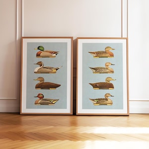 Pu&ograve; includere: Due stampe incorniciate di illustrazioni vintage di anatre su uno sfondo blu chiaro. Le stampe sono in cornici di legno e sono appese a un muro bianco.