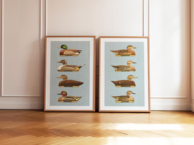 Pu&ograve; includere: Due stampe incorniciate di illustrazioni vintage di anatre su uno sfondo blu chiaro. Le stampe sono in cornici di legno e sono appese a un muro bianco.