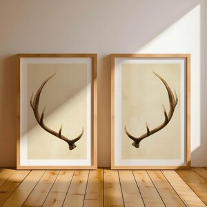 May include: Two framed prints of brown deer antlers on a beige background. The antlers are in a symmetrical, curved shape.