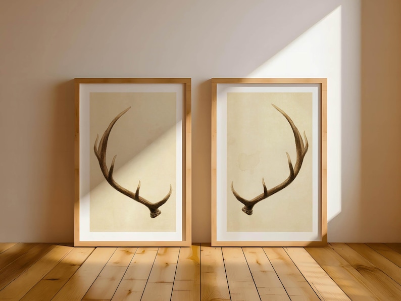 May include: Two framed prints of brown deer antlers on a beige background. The antlers are in a symmetrical, curved shape.