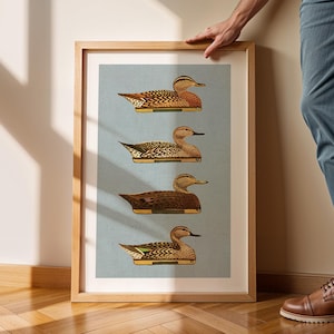 Pu&ograve; includere: Una stampa incorniciata di quattro illustrazioni vintage di anatre su uno sfondo blu chiaro. Le anatre sono raffigurate di profilo, con le ali spiegate. La stampa &egrave; in una cornice di legno.