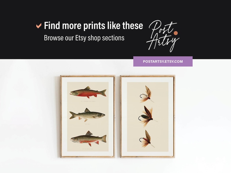 May include: Two framed vintage prints. One shows three illustrations of fish with red and silver colouring. The other print displays three fishing flies with brown and black feathers. The prints are displayed on a white wall.