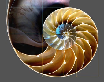 Wall Art, Macro Photo of a cross-section of a Nautilus Shell