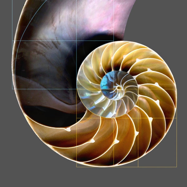 Wall Art, Macro Photo of a cross-section of a Nautilus Shell