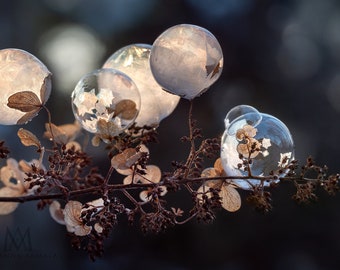 Large Wall Art Print, Macro, Frozen bubbles on small Hydrangea flowers