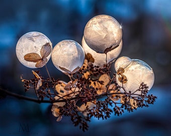 Large Wall Art Print, Macro, Frozen bubbles on small Hydrangea flowers