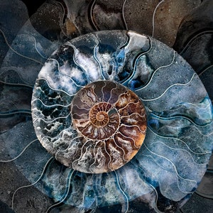 Wall Art, Macro Photo of a Blue-Brown Ammonite Shell Fossil image 1