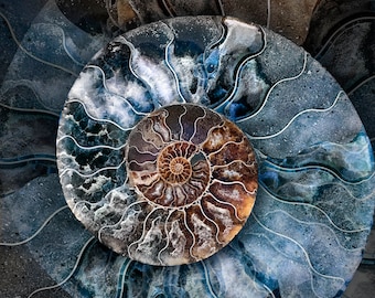 Wall Art, Macro Photo of a Blue-Brown Ammonite Shell Fossil