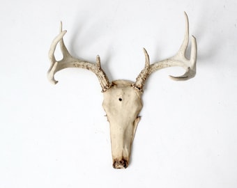 vintage deer skull with antlers