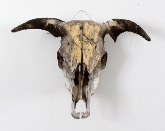 bull skull with hand drawing circa 1930s