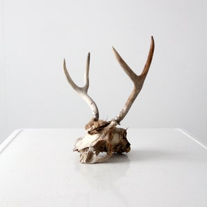 May include: A vintage deer skull with antlers. The skull is off-white with visible bone structure. The antlers are a mix of light brown and white, with a natural, weathered appearance. The skull rests on a white surface.