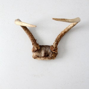 Bois de cerf et crâne de cerf, 7 points, grand décor de taxidermie vintage  ou réutilisation comme présentoir à bijoux -  France