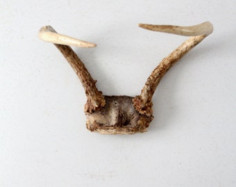 vintage antlers,  small rack,  found decor
