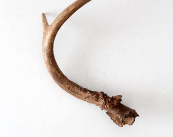 vintage natural deer antler
