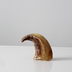 vintage bull cow horn