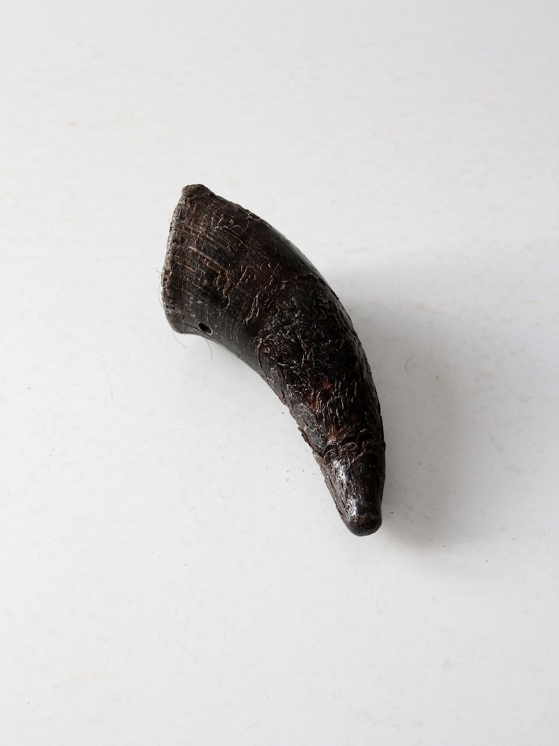 Vintage Cow Horn Black Bull Horn Etsy UK