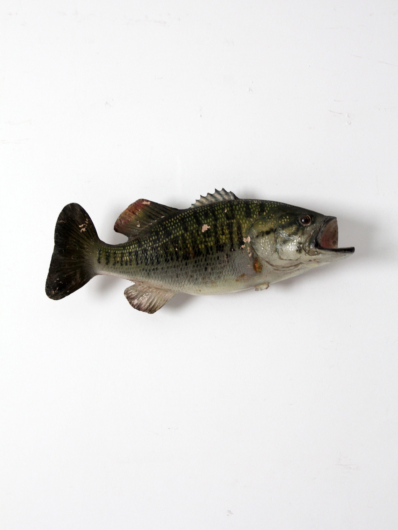 Buy Bass Taxidermy Fish Online In India India