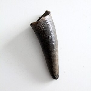 vintage black bull cow horn