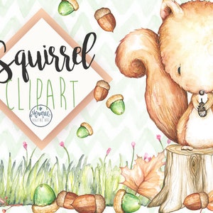 Écureuil Clipart Aquarelle, Clipart d’animaux de pépinière des bois, peint à la main, floral, autocollants de planificateur, décor de pépinière, animaux mignons, feuilles