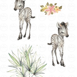K&ouml;nnte beinhalten: Zwei Aquarell-Illustrationen von Baby-Zebras mit schwarzen und wei&szlig;en Streifen. Die Zebras stehen auf einem wei&szlig;en Hintergrund. Es gibt auch eine Aquarell-Illustration einer gr&uuml;nen tropischen Pflanze mit wei&szlig;en Bl&auml;ttern.