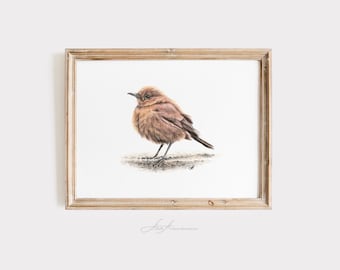 Sparrow Art Print – Realistic Brown Bird Giclée Illustration – Cottagecore Nature Wall Art – Woodland Sparrow Decor – Wildlife Pencil Drawin
