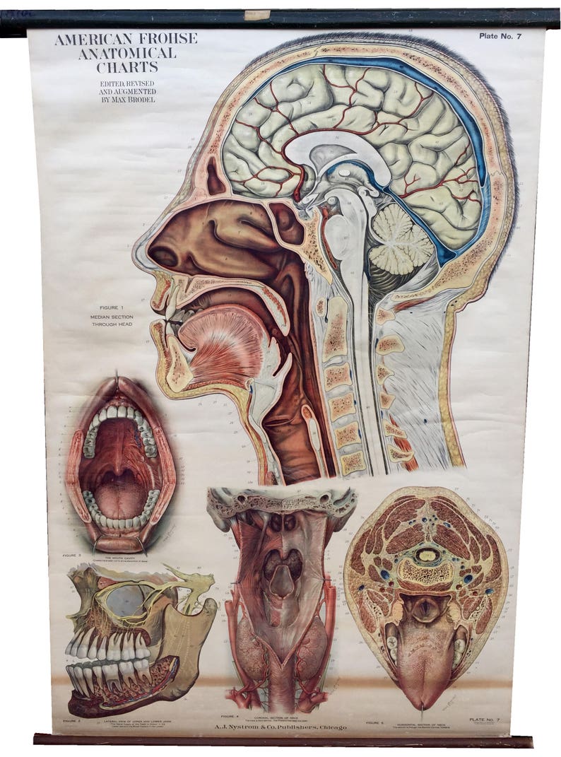 American Frohse Anatomical Charts Labeled