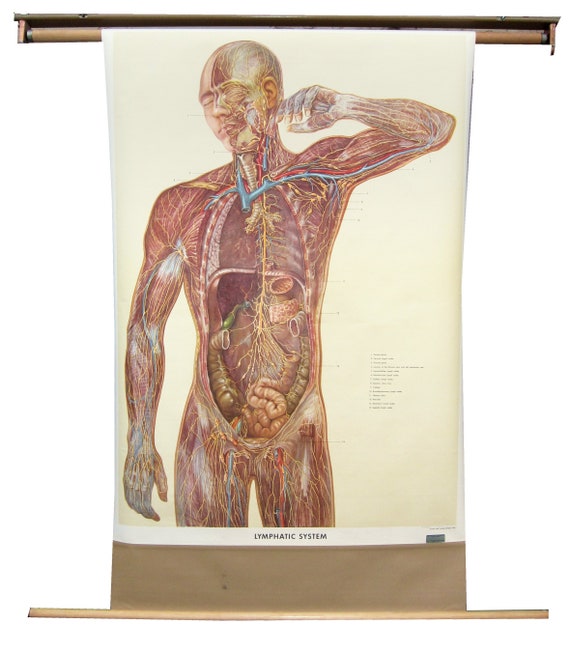 Denoyer Geppert Anatomy Charts