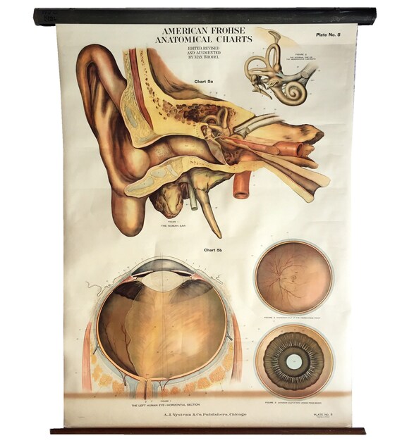 Nystrom Frohse Anatomical Charts