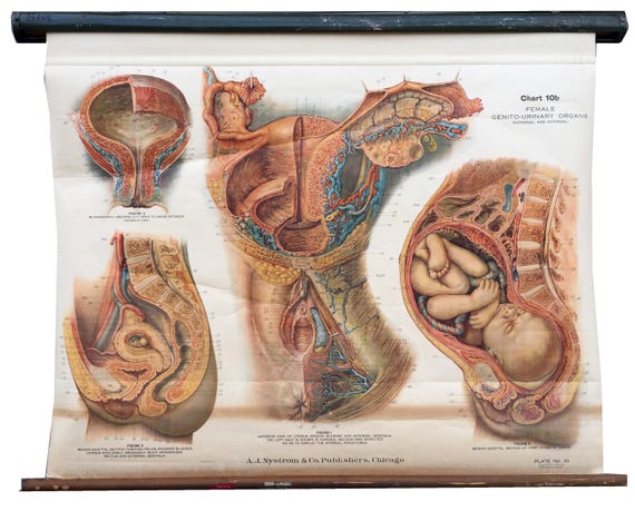 Female Anatomical Chart