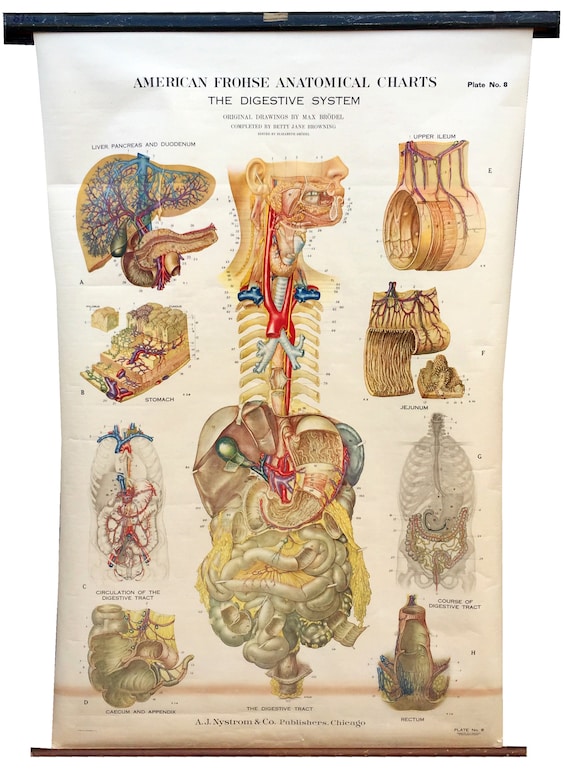 Max Brodel Anatomical Chart