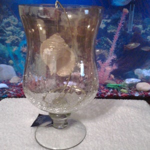 Seashell Tonna Glitter   Beach Memento   Sparkling   Beautiful Beach Decor    Nautical Centerpiece   Wall Decor