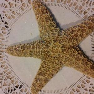 Sugar Starfish Seashell Glitter    Seashell Memento Gift    Adorable    Nautical Centerpiece    Seashell Beach Weddings