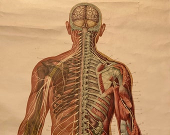 Vintage Life-sized Medical chart of the Human body and its nerve system (Hygiene Museum Dresden)