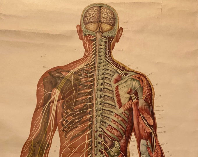 Vintage Life-sized Medical chart of the Human body and its nerve system (Hygiene Museum Dresden)