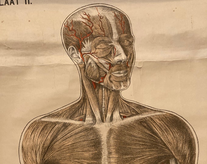 Vintage Life-sized Medical chart of the Human Body and its muscular system (Barge)