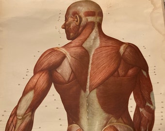 Vintage Life-sized Medical chart of the Human Body and its Muscular System