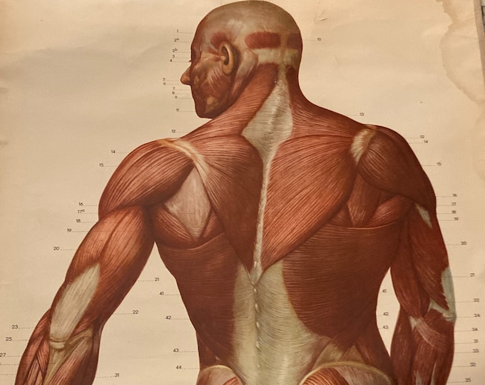 Vintage Life-sized Medical chart of the Human Body and its Muscular System
