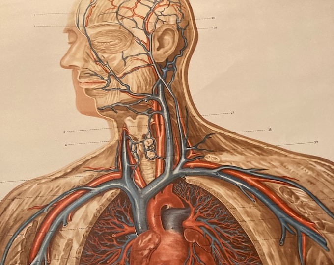 Vintage Life-sized Medical chart of the Human Body and its blood circulation