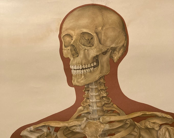 Vintage Life-sized Medical chart of the Human skeleton (Hygiene Museum Dresden)