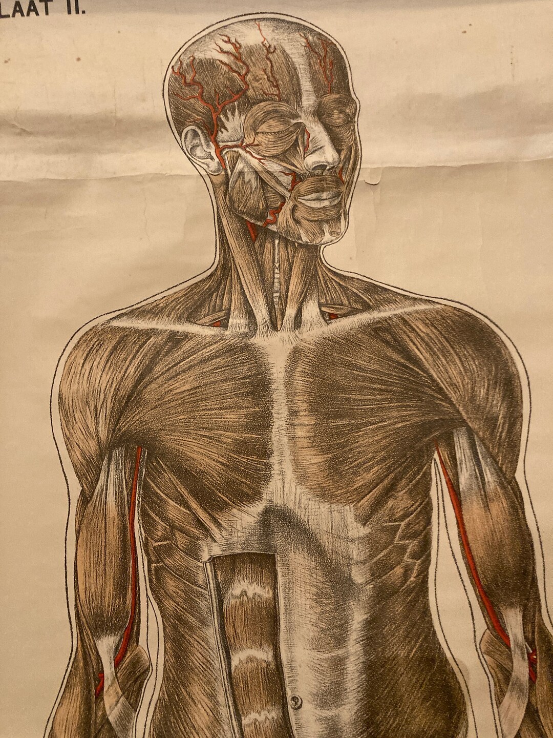 Buy Vintage Life-sized Medical Chart of the Human Body and Its Muscular ...