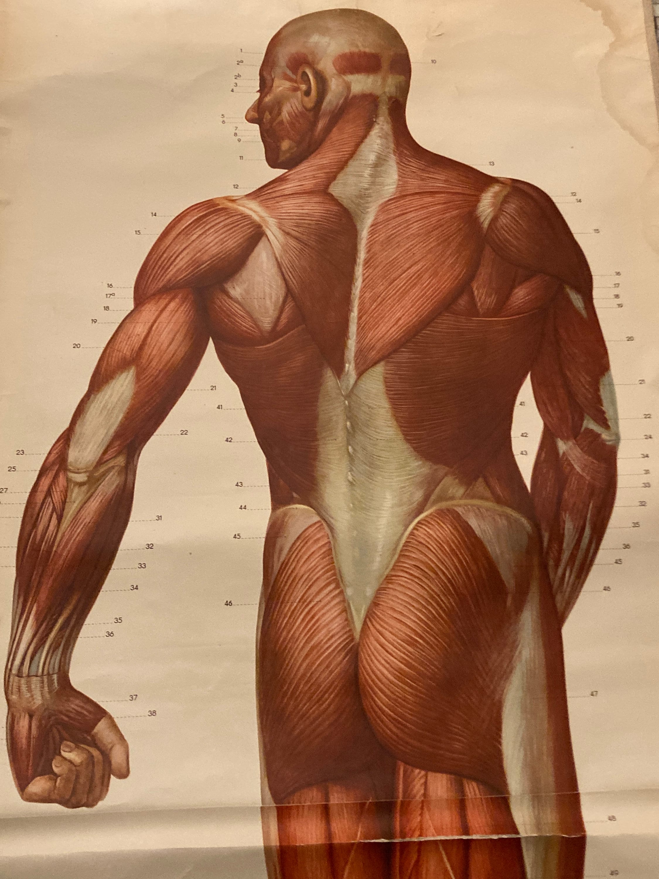 VEVOR Modèle d'anatomie du torse 17 pouces Torse humain 23 parties