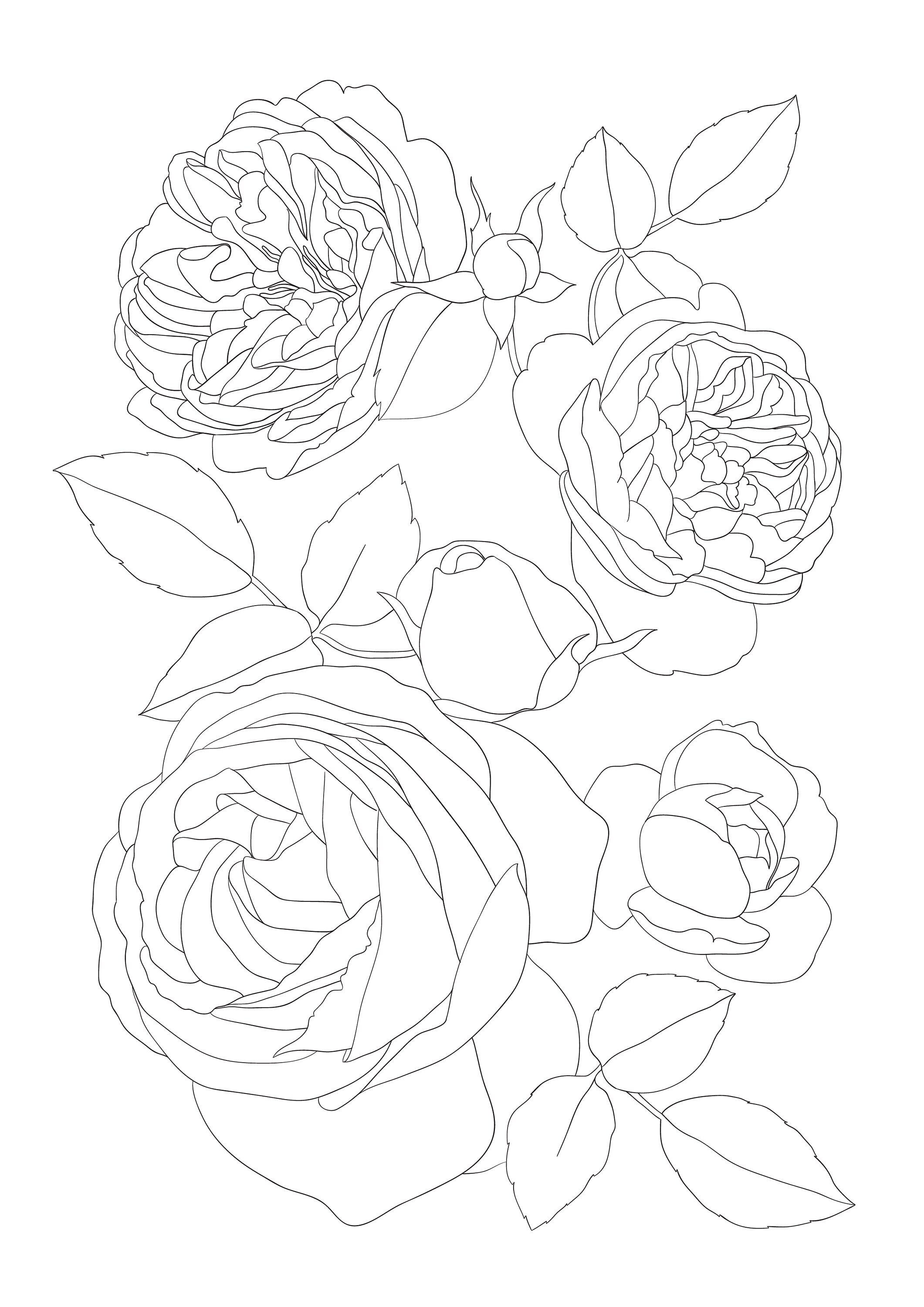Download 18 Pages Digital Coloring Book Pdf Roses Instant Download A4