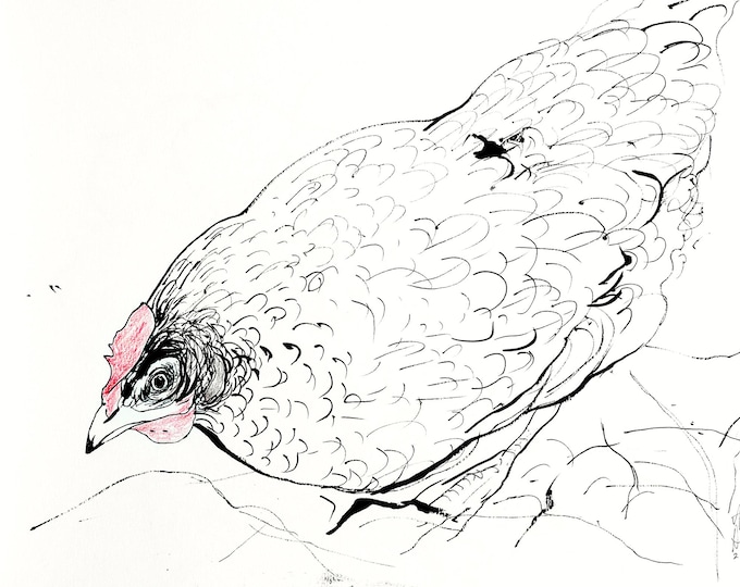 Chicken Ink Drawing