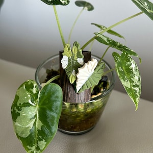 May include: A close-up of a potted plant with variegated leaves. The plant is in a clear glass pot with a wooden stake. The stake has a green and white leaf design.