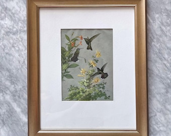 Vintage gerahmter Reproduktionsdruck von Kolibris von Roger Tory Peterson - Traditionelles Bauernhausdekor