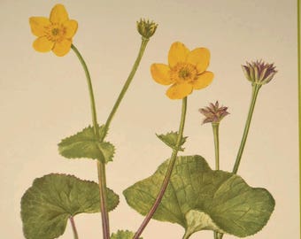 Marsh Marigold Flower Print Yellow Flower Wall Art Print