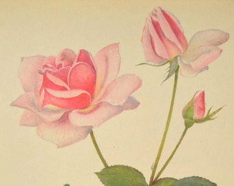 Pink Rose Print Rose Flower Print Floral Plate