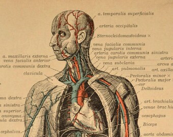 Anatomy Print Human Body Wall Art Medical Wall Decor Print