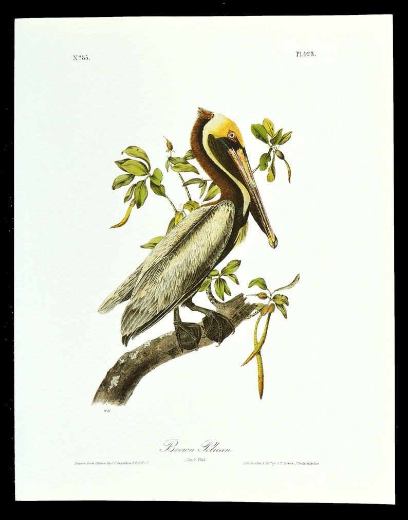 Nautical Wall Art Sea Bird Wall Decor Print Ocean Pelican Etsy